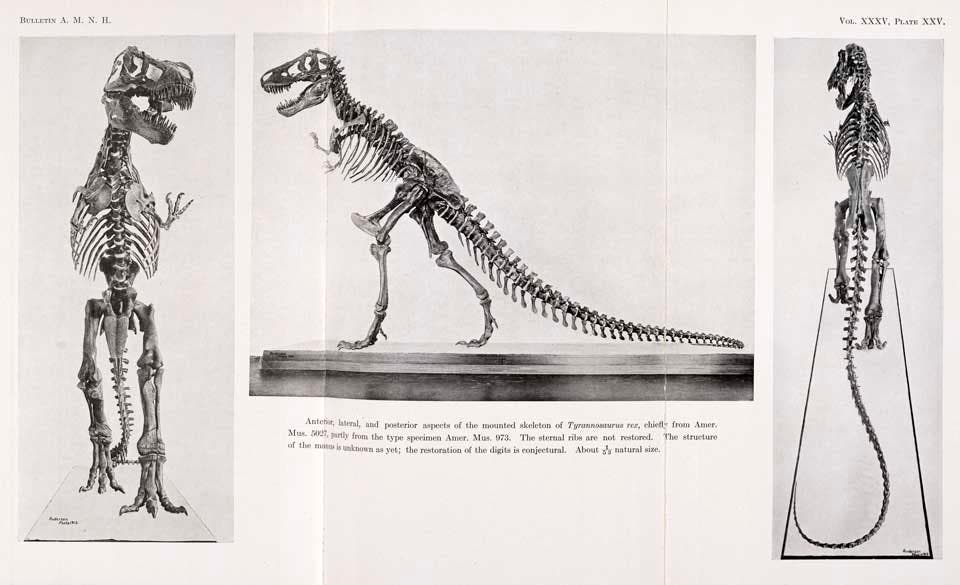 First T Rex 34. Tyrannosaurus Mounted, 1916 - The Linda Hall