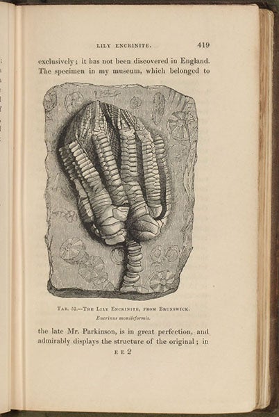 Lily encrinite, wood engraving, The Wonders of Geology, by Gideon Mantell, vol. 2, p. 419, 1838 (Linda Hall Library)
