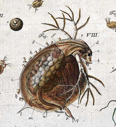Daphnia, enlarged detail.