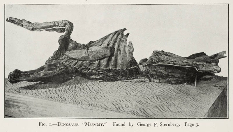 The so-called trachodon “mummy,” discovered by Sternberg in 1908 and sold to the American Museum of Natural History, now known to be an <i>Edmontosaurus</i>,  photograph, in C.H. Sternberg, <i>Hunting Dinosaurs in the Bad Lands of the Red Deer River, Alberta, Canada</i>, 1917 (Linda Hall Library)