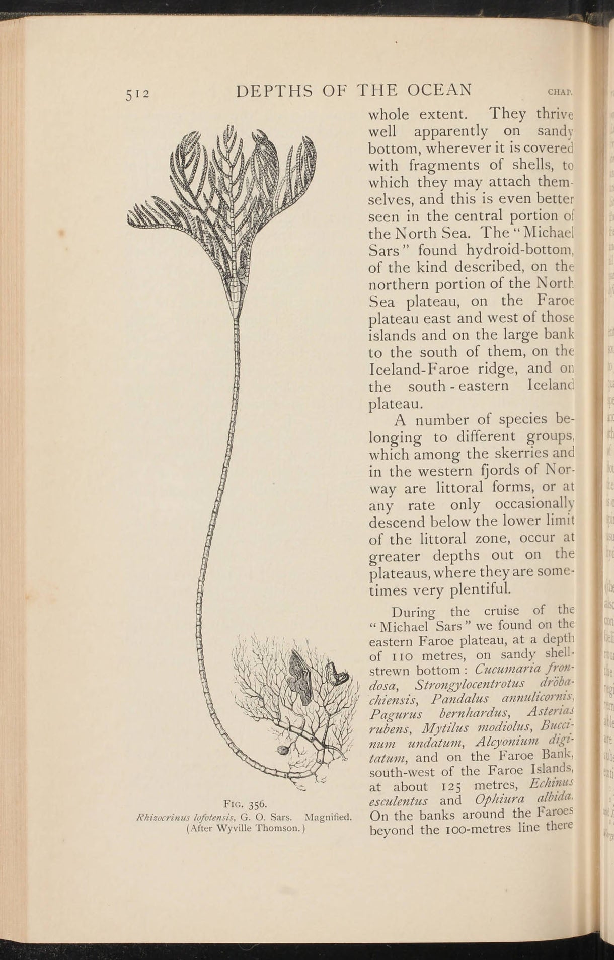 <i> Rhizocrinus lofotensis</i>, a living crinoid, discovered by Michael Sars in 1668, from Johann Hjort and John Murray, <i>The Depths of the Sea</i>, 1912 (Linda Hall Library)