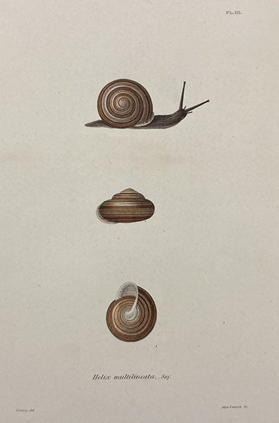 Helix multilineata, colored engraving in The Terrestrial Air-breathing Mollusks of the United States, by Amos Binney, ed. by Augustus A. Gould, vol. 3 (plate volume), 1857 (Linda Hall Library)