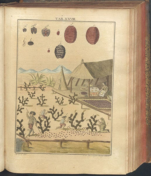 Harvesting cochineal in Mexico, hand-colored engraving, Mikroskopische Gemüths- und Augen-Ergötzung, by Martin Frobenius Ledermüller, plate 28, 1761 (The Linda Hall)