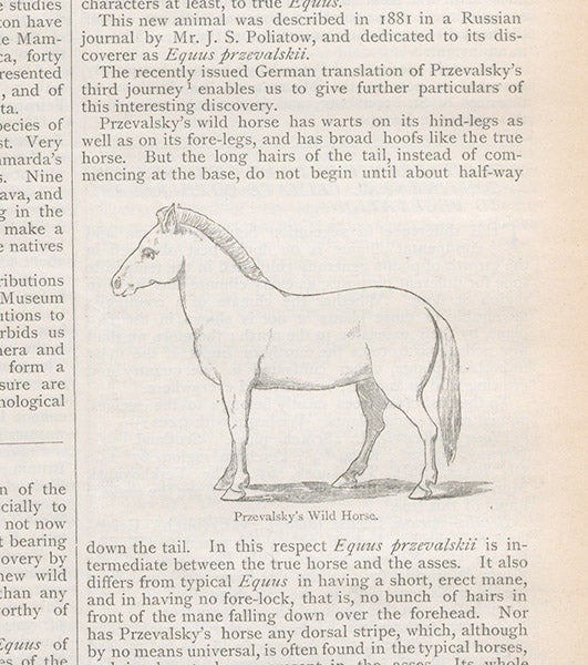 Early published drawing of Przhevalsky’s horse, Nature, vol. 30, 1884 (Linda Hall Library)