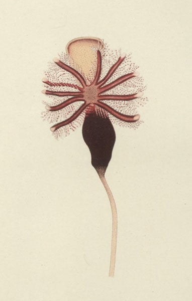 Cephalodiscus inaequatus, a hemichordate collected by the Swedish South-polar Expedition, in Otto Nordenskjöld, Wissenschaftliche Ergebnisse der Schwedischen Südpolar-Expedition, 1901-1903, vol. 5, 1908 (Linda Hall Library)