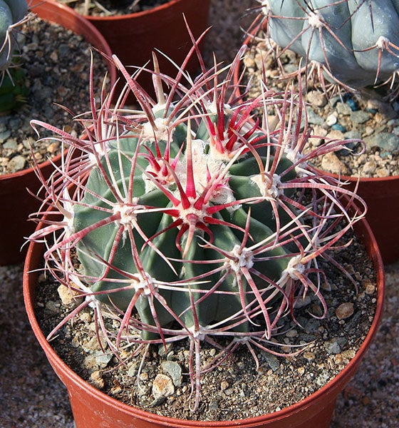 Echinocactus parryi, also known as horse crippler or devil’s pincushion, discovered by Parry on the Mexican boundary survey and named by George Englemann in 1865 (Wikimedia commons)