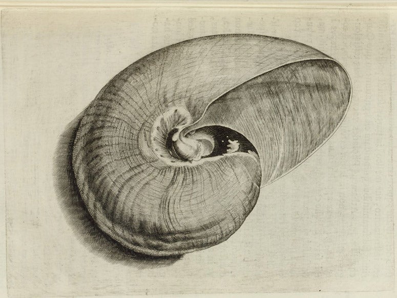 Pearly nautilus shell, text engraving, in Musaeum Franc. Calceolarii, by Benedicto Ceruto and Andrea Chiocco, 1622 (Linda Hall Library)