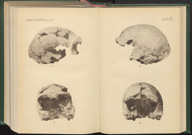 Photographs of the Spy 1 and Spy 2 skulls, from top and front, a plate in Julien Fraipont and Max Lohst’s article on the finds at Spy cave, Belgium, in Archives de Biologie, vol. 7, 1887 (Linda Hall Library)
