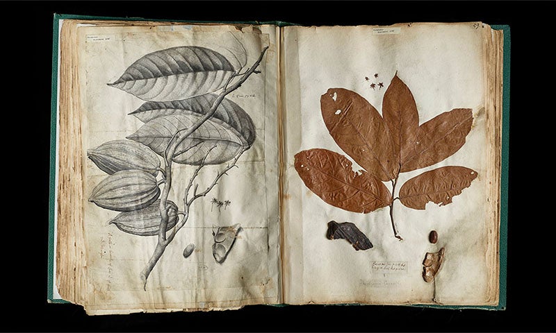 Dried specimen of the cocoa tree from Sloane’s herbarium, pressed opposite an engraving from A Natural History of Jamaica, 1707-25, Natural History Museum (nhm.ac.uk)