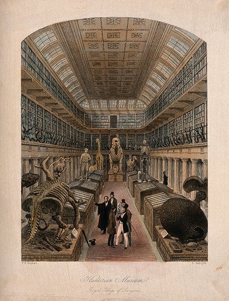 Hunterian museum interior, engraving, 1853 (Wellcome Collection)