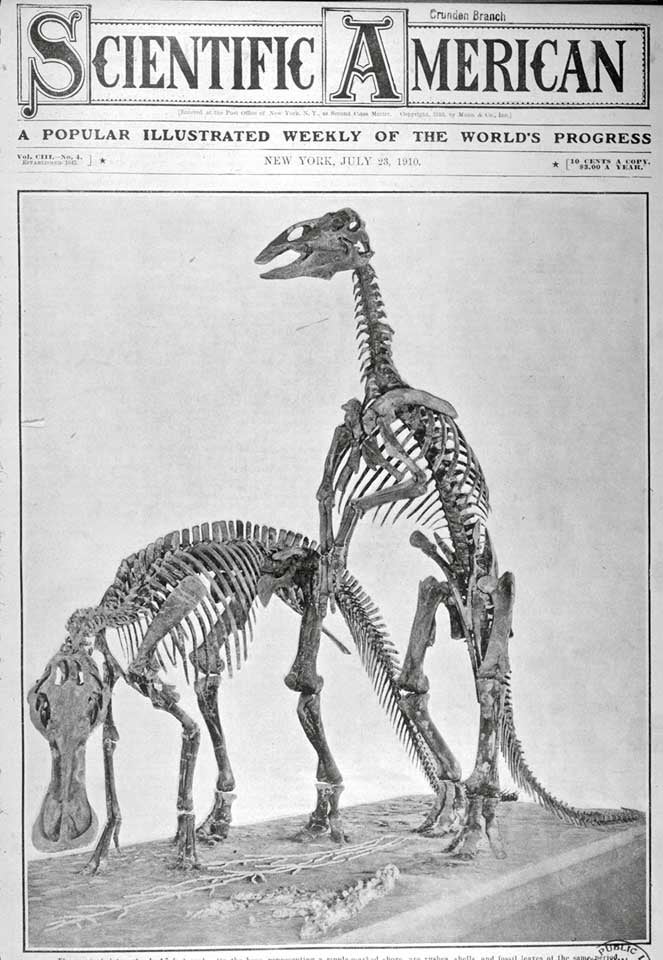 Trachodon mounts in the American Museum of Natural History. This work is part of our History of Science Collection, but it was NOT included in the original exhibition. Image source: Scientific American, July 23, 1910, vol. 103, no. 4, cover. 