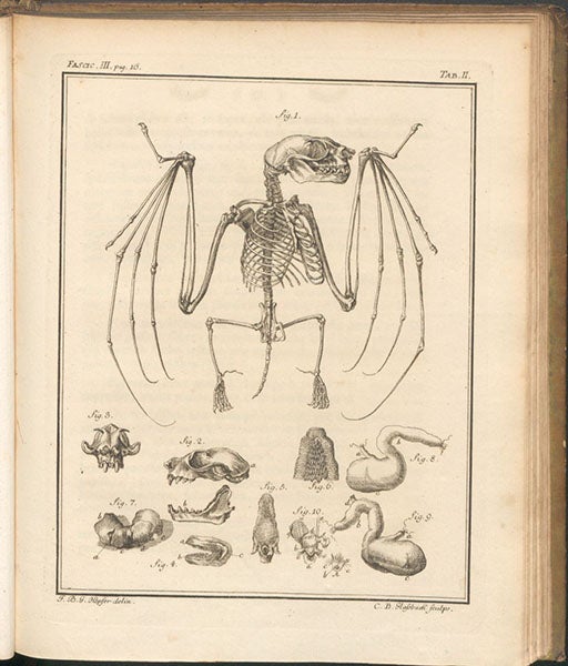 Bat skeleton, engraving in Spicilegia zoologica, by Peter Simon Pallas, vol. 1, fasc. 3, plate 2, 1767 (Linda Hall Library)