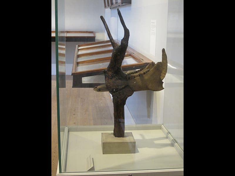 News Scientist of the Day Ole Worm Linda Hall Library