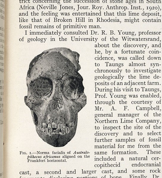 Front view of the Taung skull, detail of photograph from “Australopithecus africanus: The man-ape of South Africa,” by Raymond Dart, Nature, vol. 115, Feb. 7, 1925 (Linda Hall Library)
