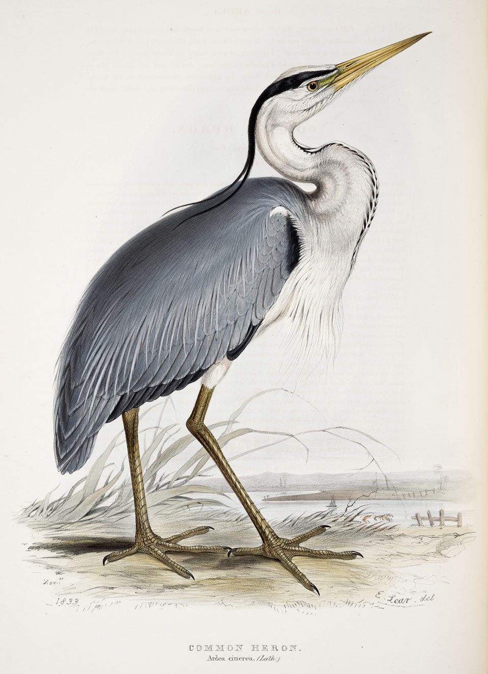 Great Heron. Image source: Gould, John, and Elizabeth Gould. The Birds of Europe. Vol. 4, London: Printed by Richard and John E. Taylor, Published by the author, 1837, pl. 273.