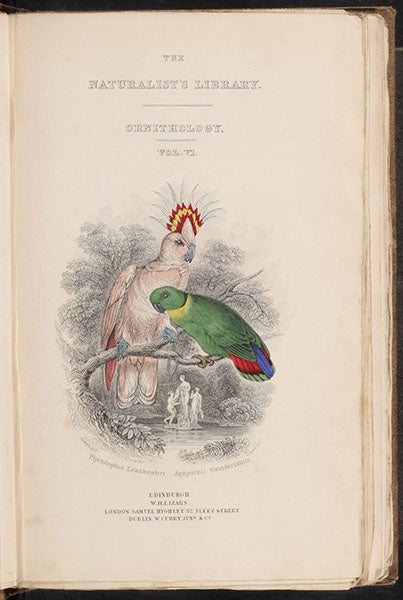 Engraved title page, by William Lizars, Natural History of Parrots, by Prideaux John Selby (Naturalist’s Library, Ornithology, vol. 6), 1836 (Linda Hall Library)