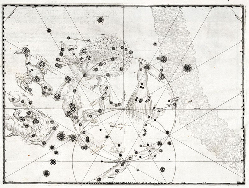 Detail of the star map of the constellation Cassiopeia, Johann Bayer, Uranometria, plate 49, 1603 (Linda Hall Library)