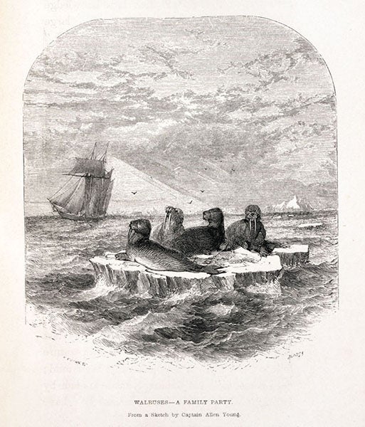 “Walruses – A family party”, wood engraving, Francis Leopold McClintock, The Voyage of the ‘Fox’, 1859 (Linda Hall Library)