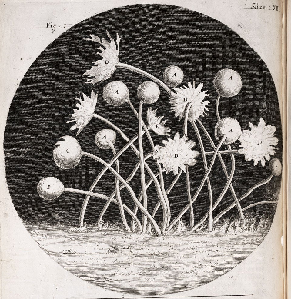 Blue mold. Image source: Hooke, Robert. Micrographia: Or, Some Physiological Descriptions of Minute Bodies Made by Magnifying Glasses. London: Printed by Jo. Martyn and Ja. Allestry, 1665, pl. 12.