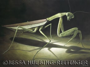 Tenodera aridifolia sinensis, Praying mantis. Oil on canvas, 8' x 6', 2003. Image source: Captured in Wichita, Kansas in 1997 by the Kansas State University Entomology Department, and donated to Project InSECT.