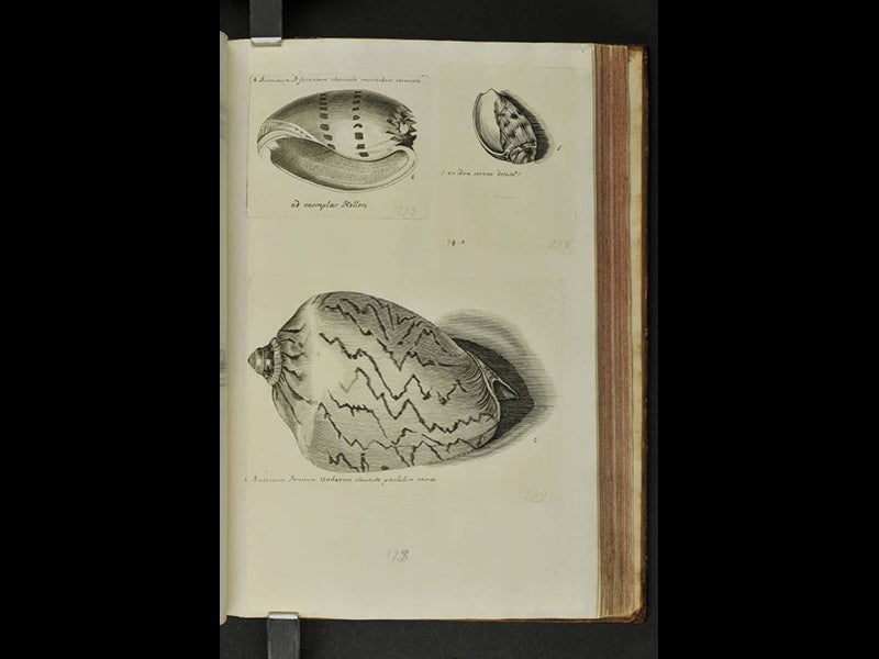 Historiae Conchyliorum, an encyclopedia of shells