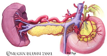 Anatomy of the Posterior Pancreas. Part of an Illustrating Anatomy series at Johns Hopkins involving cadaver dissection, sketching and rendering the final image in watercolors. 