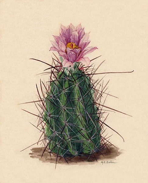 Sclerocactus whipplei, Whipple’s fishhook cactus, original watercolor by Mary Emily Eaton, 1912, National Museum of Natural History, Smithsonian Institution (collections.nmnh.si.edu)
