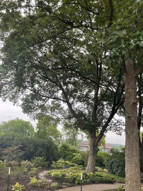 Chinkapin Oak 34145 Linda Hall Library