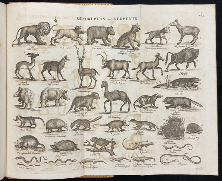 “Quadrupeds and Serpents,” engraving,” A Supplement to Mr. Chambers's Cyclopaedia: or, Universal Dictionary of Arts and Sciences, ed. by John Hill et al., vol. 1, plate 5 at end, 1753 (Linda Hall Library)