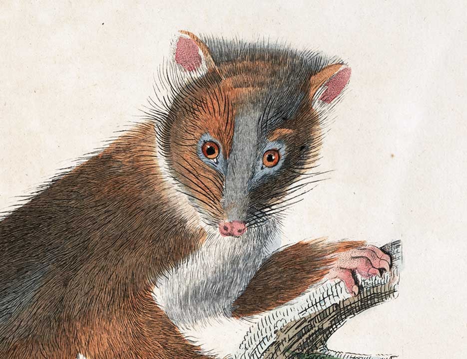 Phalanger. Image source: Lesson, René Primevère. Voyage autour du monde, entrepris par ordre du gouvernement sur la corvette la Coquille. Vol. 1, Paris: P. Pourrat frères, 1839.