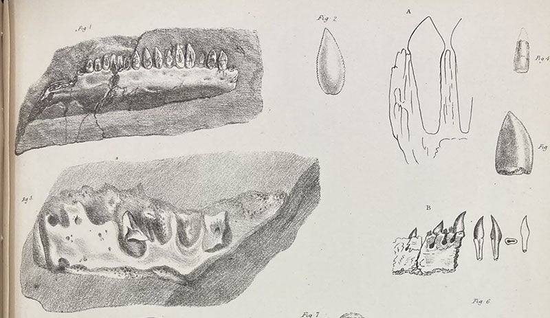 Two jaws of Thecodontosaurus and drawings of teeth, detail of a lithographed plate in “A description of various fossil remains of three distinct saurian animals, recently discovered in the Magnesian Conglomerate near Bristol," by Henry Riley and Samuel Stutchbury, Transactions of the Geological Society of London,  plate 29, end of vol. 5, ser. 2, 1840. (Linda Hall Library)
