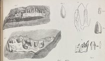 Two jaws of Thecodontosaurus and drawings of teeth, detail of a lithographed plate in “A description of various fossil remains of three distinct saurian animals, recently discovered in the Magnesian Conglomerate near Bristol," by Henry Riley and Samuel Stutchbury, Transactions of the Geological Society of London,  plate 29, end of vol. 5, ser. 2, 1840. (Linda Hall Library)