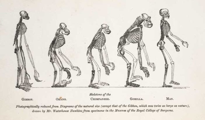 Parade of primates by Benjamin Waterhouse. Image source: Huxley, Thomas Henry. Evidence as to Man's Place in Nature. London: Williams and Norgate, 1863, frontispiece. 