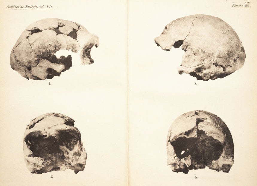 Front and side profiles of the Neanderthal skulls. Image source: Fraipont, Julien and Max Lohest. "La race humaine de Neanderthal ou de Canstadt en Belgique." Archives de Biologie, vol. 7, 1887, pl. 17.
