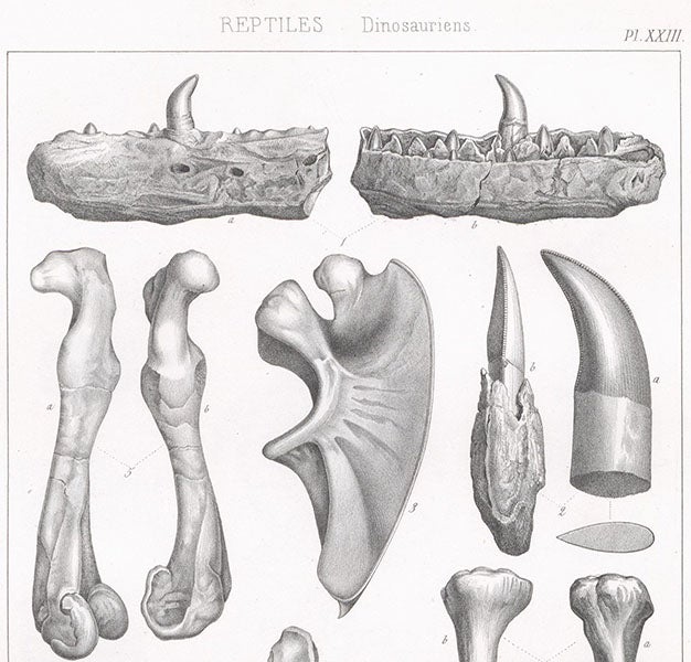 Lower jawbone (top) and leg bones (left) of Megalosaurus, the first dinosaur described, by William Buckland in 1824, lithograph by Pierre Lackenbauer, in Traité de paléontologie, Atlas, by François-Jules Pictet, plate 23, 1853-57 (Linda Hall Library)  