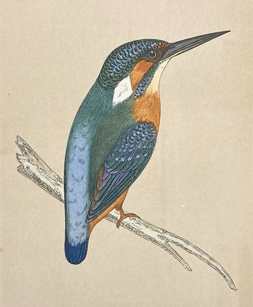 Kingfisher, colored wood engraving by Benjamin Fawcett (cropped),  A History of British Birds, by Francis Orpen Morris, vol. 1, plate 46, p. 302, 1851 (Linda Hall Library)
