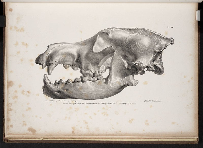 Cave bear skull, from John MacEnery, <i>Cavern researches</i>, 1859 (Linda Hall Library)