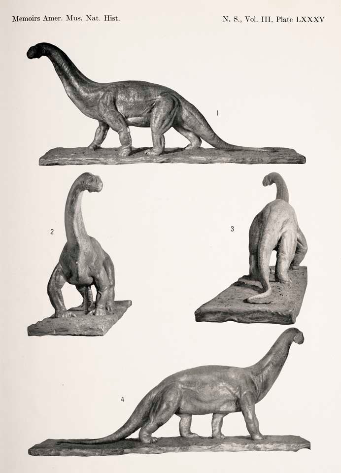 Various views of the Camarasaurus model. This work was on display in the original exhibition as item 39. Image source: Osborn, Henry Fairfield and Mook, Charles Craig. "Camarasaurus, Amphicoelias, and other sauropods of Cope," in: Memoirs of the American Museum of Natural History, new series, vol. 3 (1921), part 3, pl. 85.
