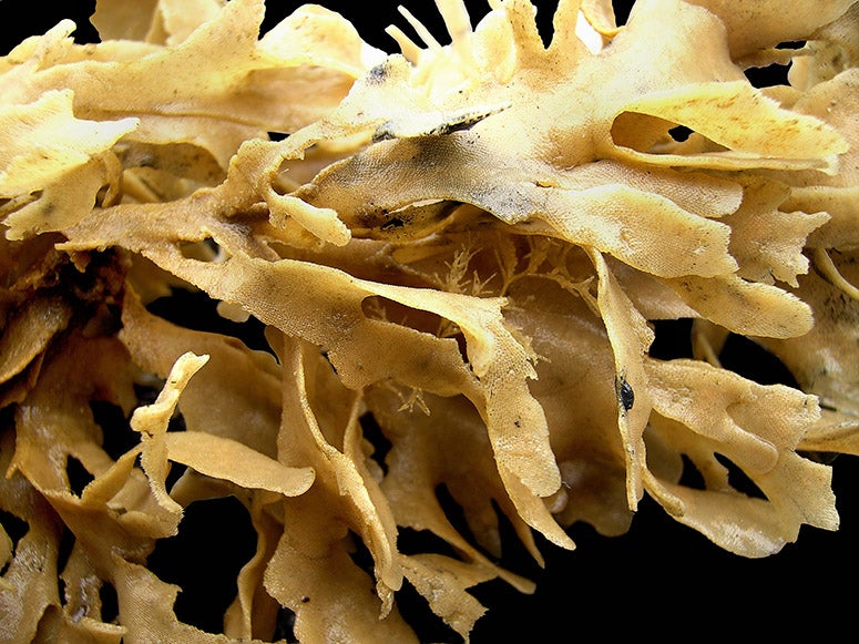 Flustra foliacea, a bryozoan studied by Robert Grant and Charles Darwin, modern photograph (Wikimedia commons)