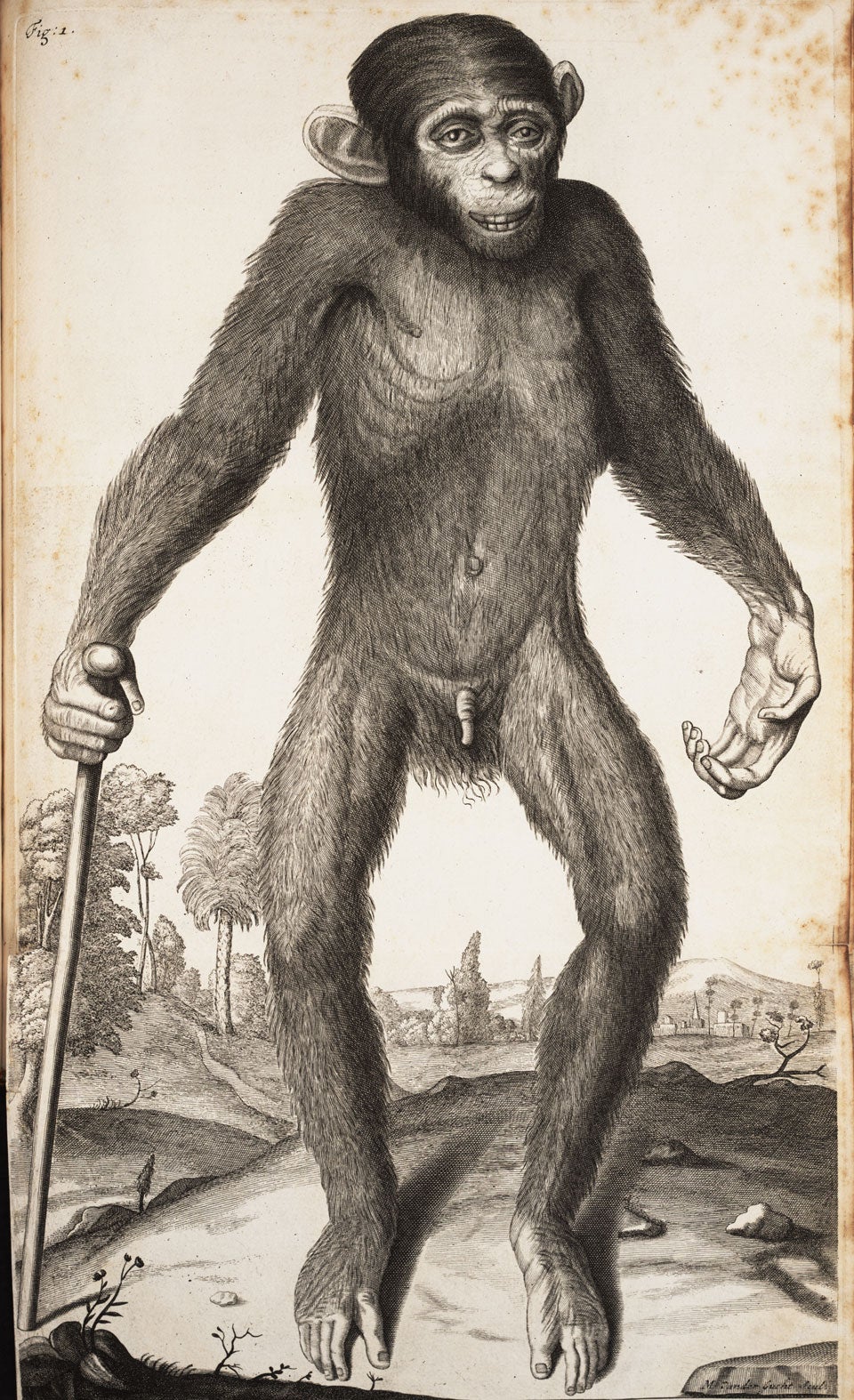 Chimpanzee. Image source: Tyson, Edward. Orang-Outang, Sive Homo Sylvestris. London: Printed for Thomas Bennet ... and Daniel Brown, 1699, pl. 1.
