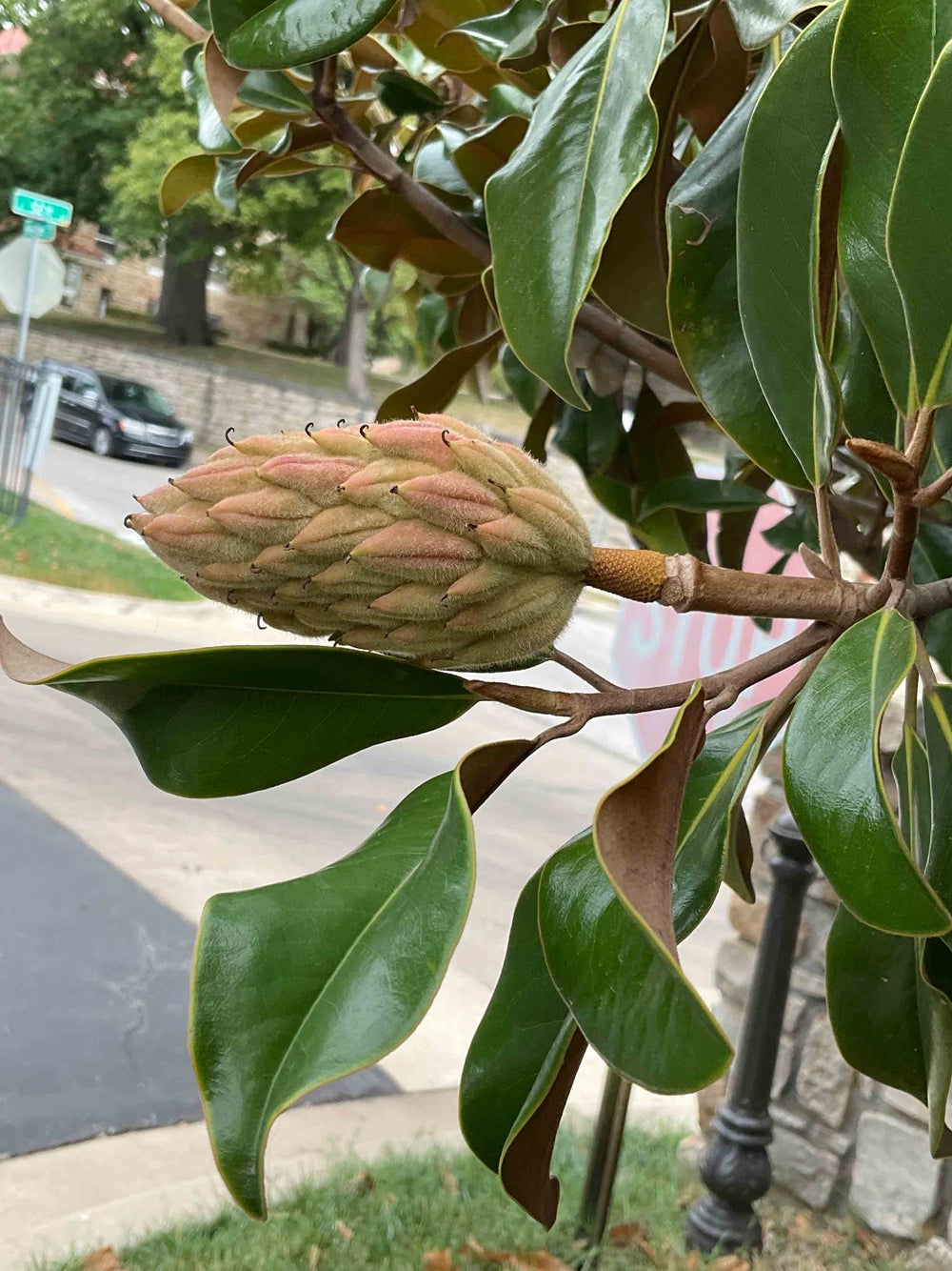Southern Magnolia 25-12-1 - Linda Hall Library