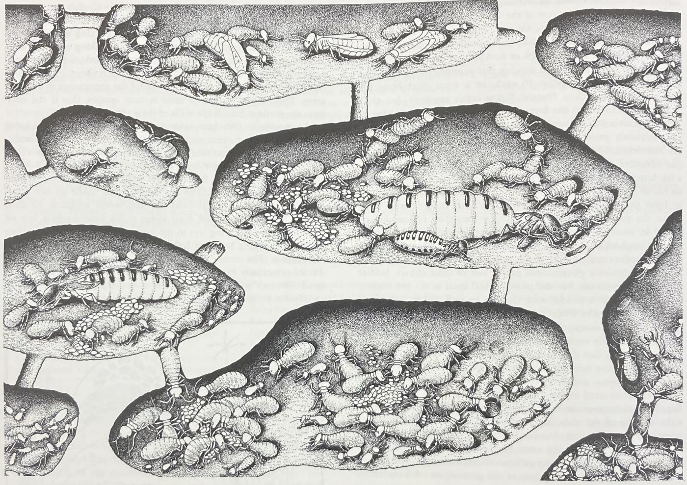 Interior of the nest of Amitermes hastatus, a social termite of South Africa, pen or pencil drawing by Sarah Landry, in Sociobiology: A New Synthesis, by E. O. Wilson, p. 436, Harvard University Press, 1975 (author’s copy)