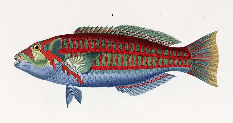 Dottyback. Image source: Duperrey, Louis-Isidore et al. Voyage autour du monde, exécuté par ordre du roi, sur la corvette de Sa Majesté, La Coquille, pendant les années 1822, 1823, 1824, et 1825. Zoologie: Table des planches. Paris: A. Bertrand, 1825, pl. 35.