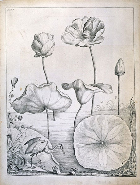 American lotus, great blue heron, Venus flytrap, ink drawing by William Bartram, 1767, Natural History Museum, London (nhm.ac.uk)