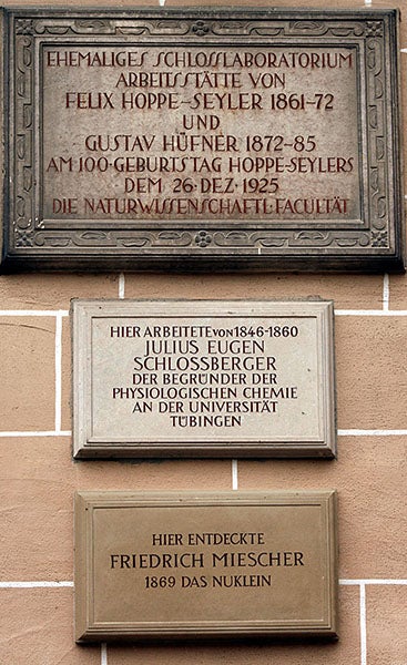 Plaques on the wall of Schloss Hohentübingen, honoring the achievements of Felix Hoppe-Seyler (top) and Friedrich Miescher (bottom). The bottom plaque says simply: “Here Friedrich Miescher discovered ‘Das Nuklein’ 1869.”
