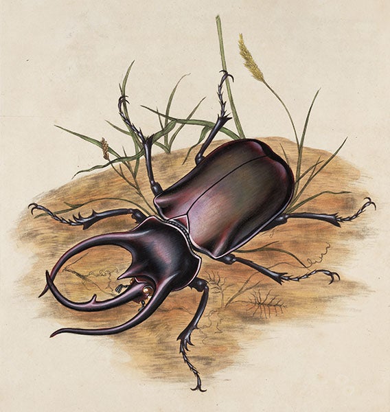 Staghorn beetle, in Edward Donovan, <i>Natural History of the Insects of India</i>, 1800 (Linda Hall Library)
