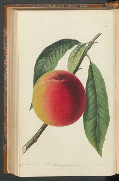 “Bellegarde peach,” drawn by Augusta Withers, engraved by W. Clark and S. Watts, in John Lindley, <i>Pomologia Britannica</i>, 1841 (Linda Hall Library)