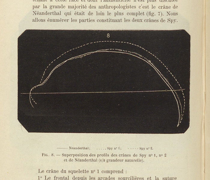 Superposition of side views of Spy 1, Spy 2, and Neanderthal skulls, wood engraving, Julien Fraipont and Max Lohst, Archives de Biologie, vol. 7, 1887 (Linda Hall Library)