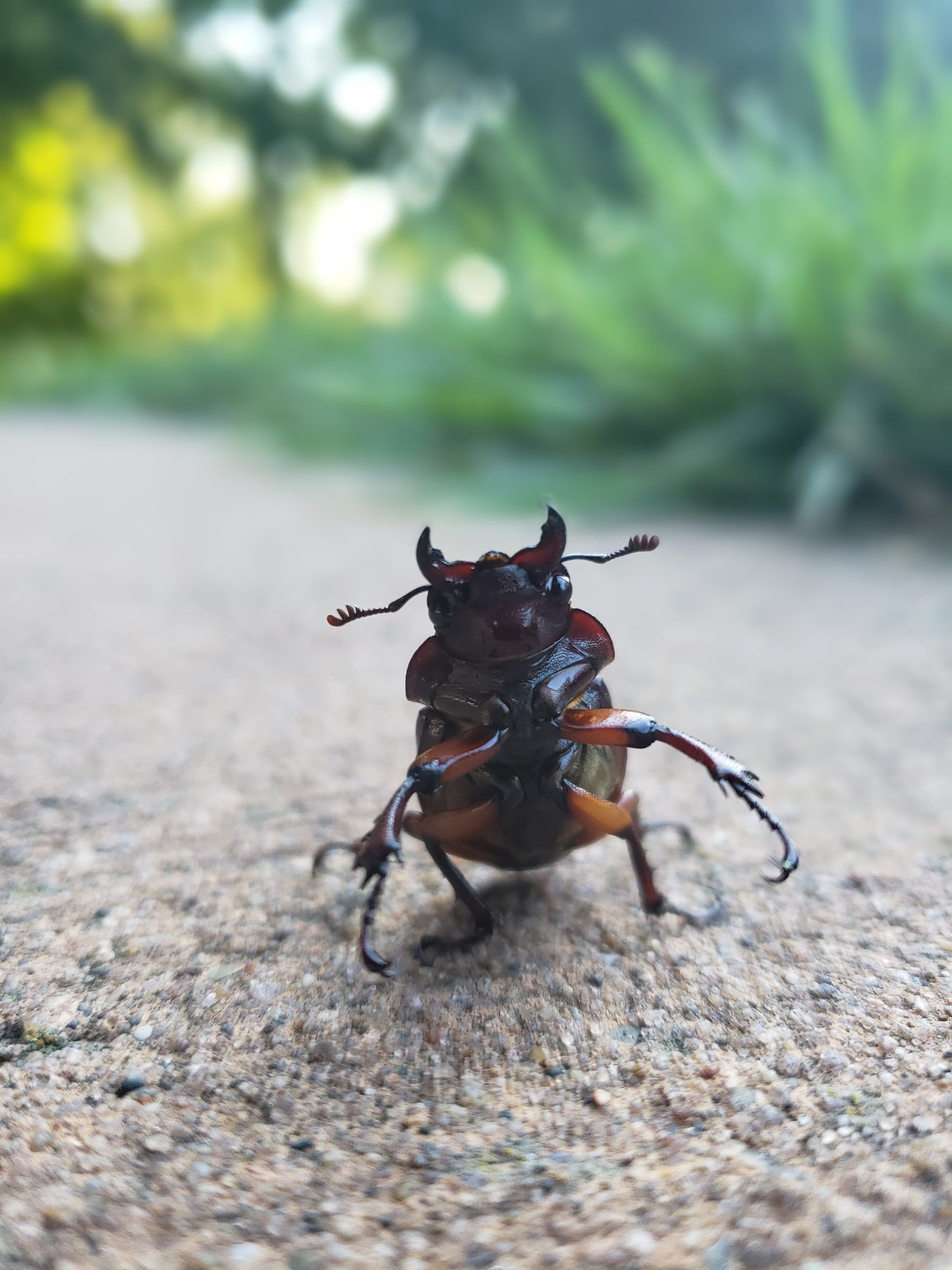 Beetle in the LHL Arboretum