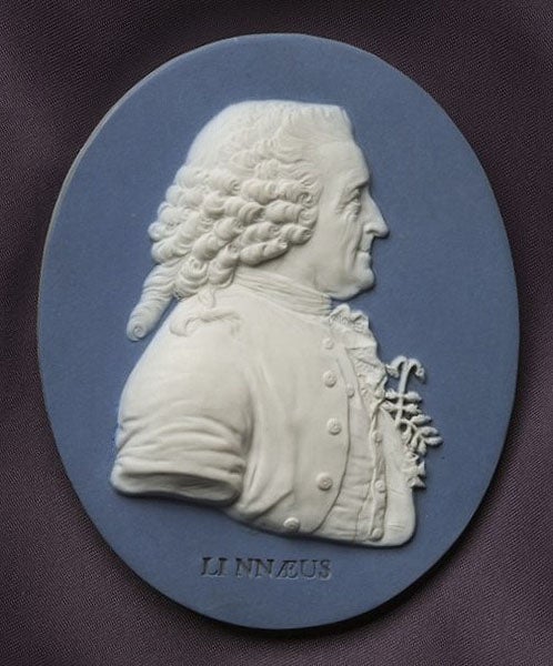 Portrait medallion of Carl Linnaeus, jasperware, by the pottery firm of Josiah Wedgwood, 1775, National Museum of Australia, photo by George Serras (nma.gov.au)
